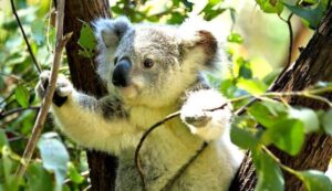 koala in eucalyptusboom