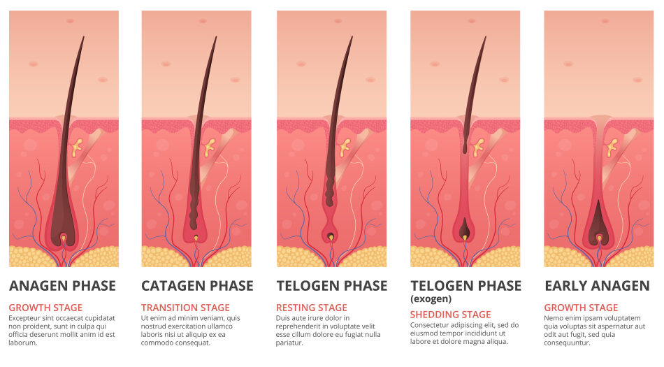 De haargroeicyclus voor een stuk getiteld hoeveel strengen haar zitten er op een hoofd