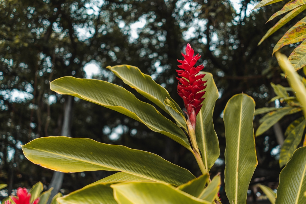 Rode gemberplant afgebeeld met een rode bloem in vol beeld voor een stuk over waarom roodharigen gingers worden genoemd