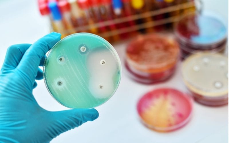 Antimicrobiële voordelen van kokosolie en waarom het goed is voor je haar toont een petrischaaltje