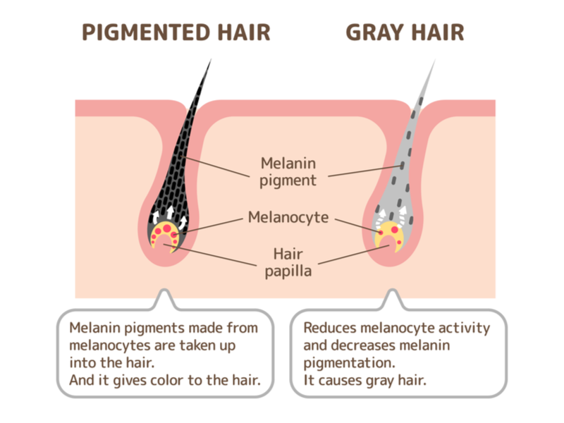 Grafische weergave van het verouderingsproces op het haar te beantwoorden, "waarom wil mijn grijs haar niet verven"