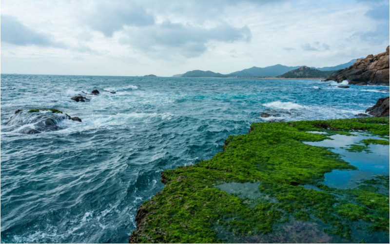 Afbeelding voor een stuk getiteld Sea Moss in Hair met een bos groen mos drijvend in een zee