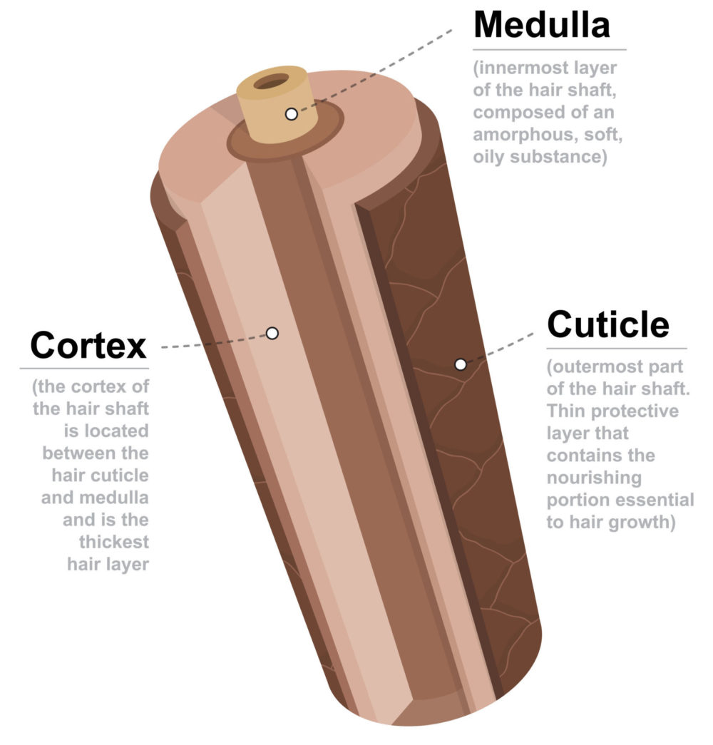 Structuur van een stuk haar om uit te leggen waarom toner het haar meestal niet beschadigt