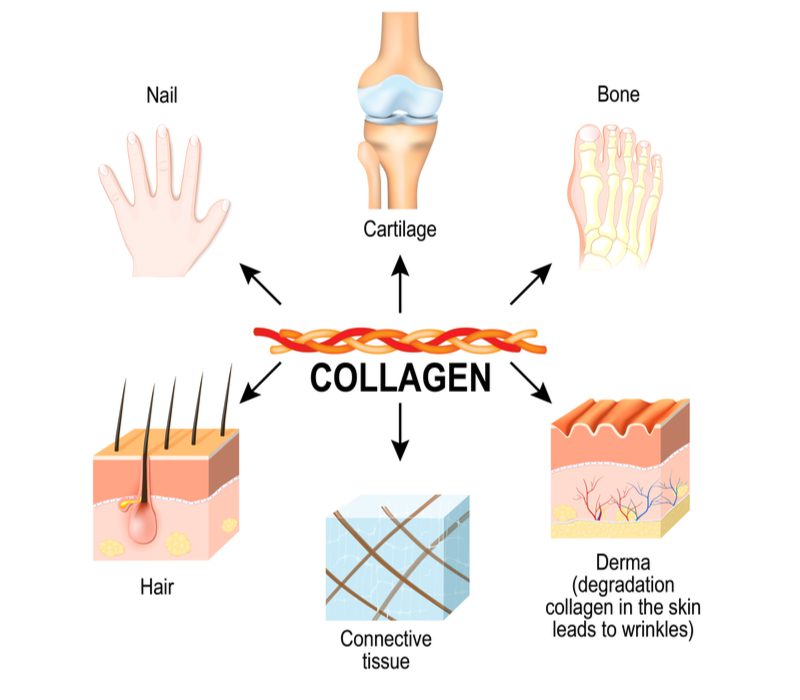 Afbeelding die toont wat Collageen in het lichaam doet, inclusief waarom Collageen gebruiken voor haargroei