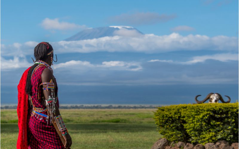 Keniaanse krijger met dreadlocks kijkt omhoog naar de Kilimanjaro terwijl hij traditioneel Afrikaans gewaad draagt.