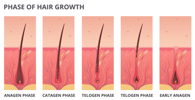 Verschillende stadia van haargroei geïllustreerd in vijf secties voor een stuk over hoe snel groeit haar