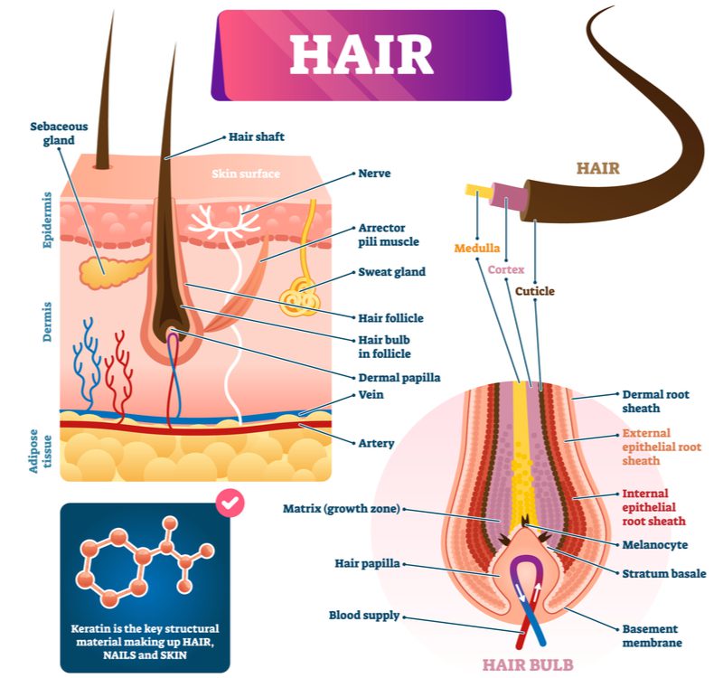 Om verder te illustreren wat haar is, een close-up beeld van de schacht, klieren, en bol