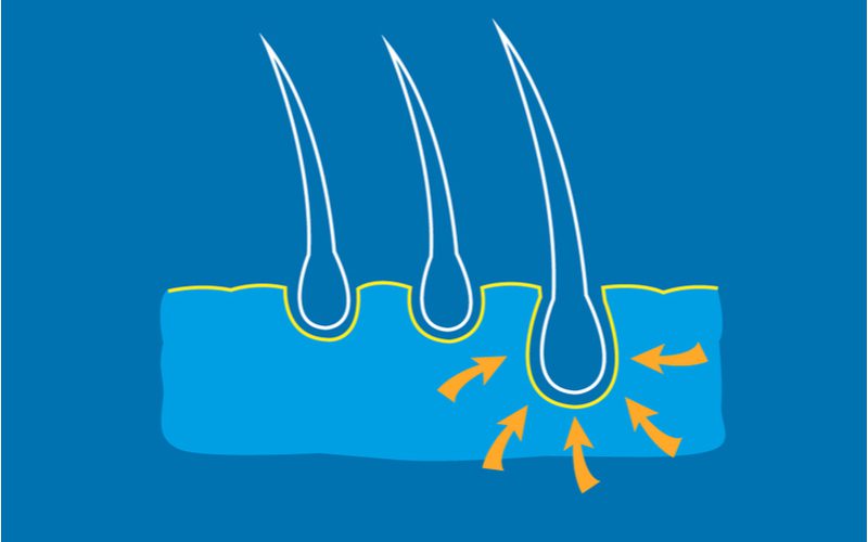 Afbeelding van een haarfollikel voor een stuk getiteld wat is versterkende shampoo