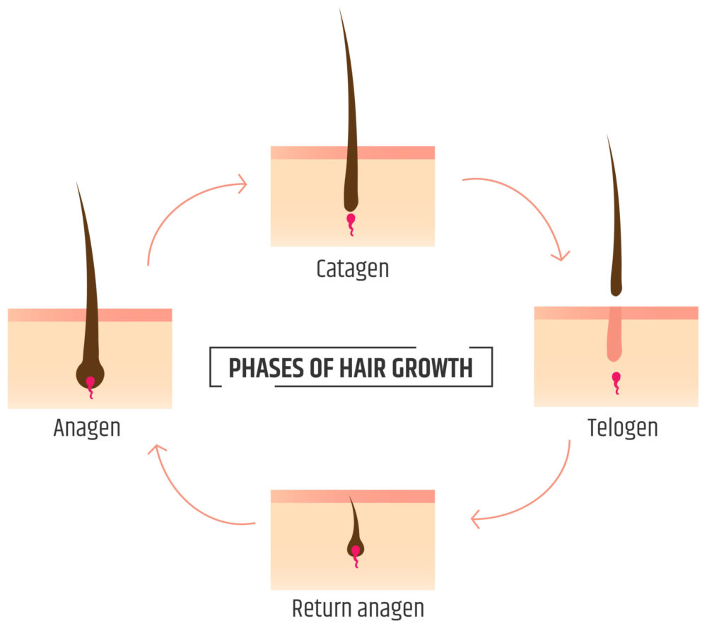 Do Eyebrows Grow Back? 