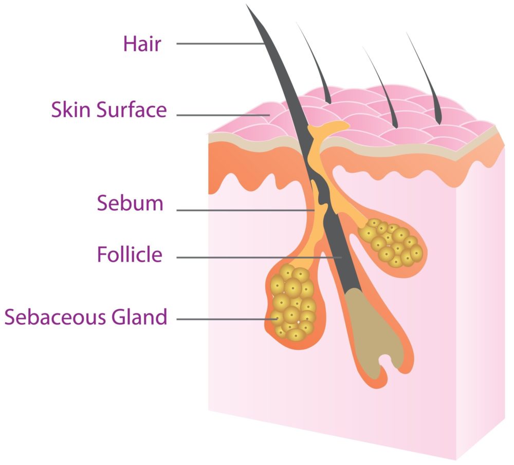 What Is Sebum in Hair?